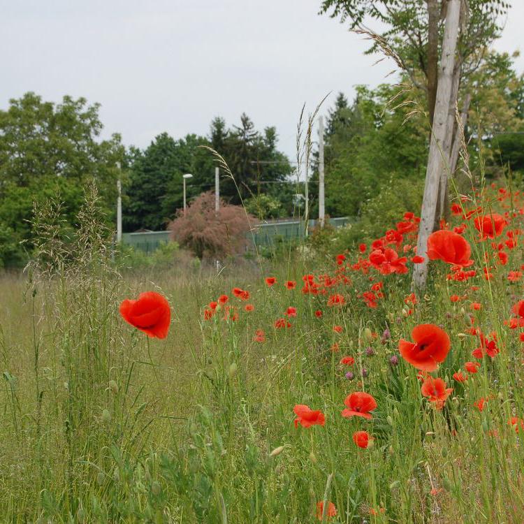 Öffentliche Blumenwiese